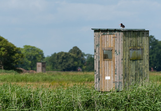 Prädationsmanagement ist Artenschutz (Austernfischer auf Hochsitz)