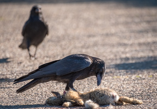 Rabenkrähen am Junghasen
