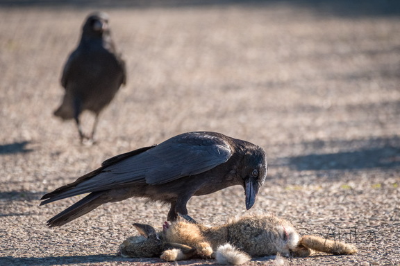 Rabenkrähen am Junghasen