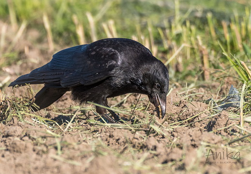 Rabenkrähe