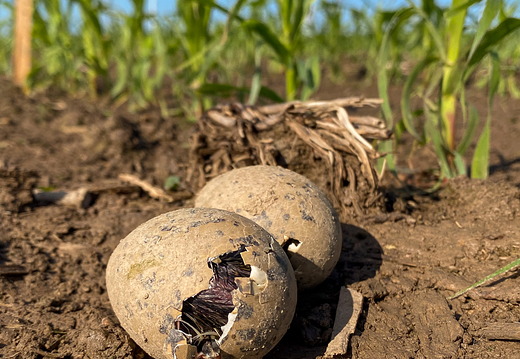 Schlüpfende Austernfischer auf einem Maisfeld