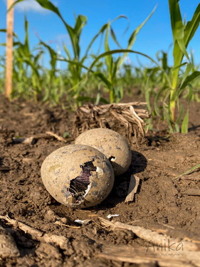Schlüpfende Austernfischer auf einem Maisfeld