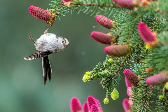 Schwanzmeise an Fichte