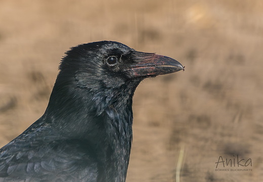 Rabenkrähe im Portrait