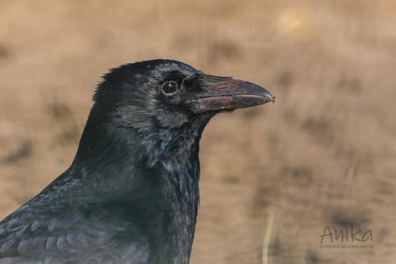 Rabenkrähe im Portrait