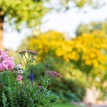 Sommergarten