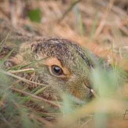 Hasen und Kaninchen