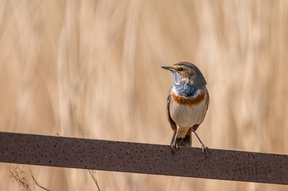 Blaukehlchen