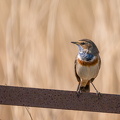 Blaukehlchen