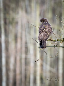 Mäusebussard