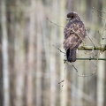 Mäusebussard