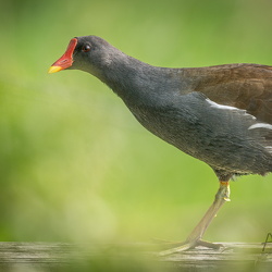 Schreitvögel