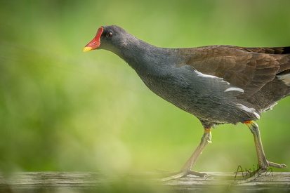 Teichhuhn