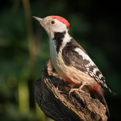 Spechte