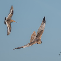 Falken und Greifvögel