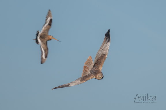 Uferschnepfe vertreibt Rohrweihe