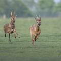Bock jagt Bock
