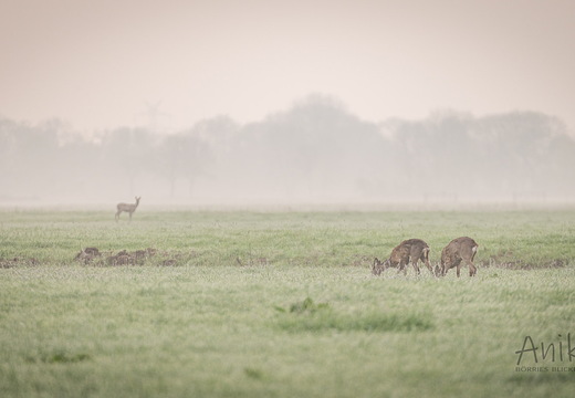 Rehe am Morgen
