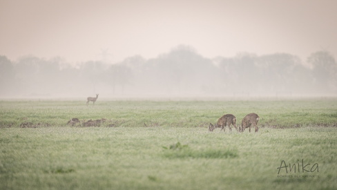 Rehe am Morgen