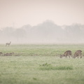 Rehe am Morgen