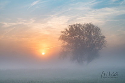 Morgennebel