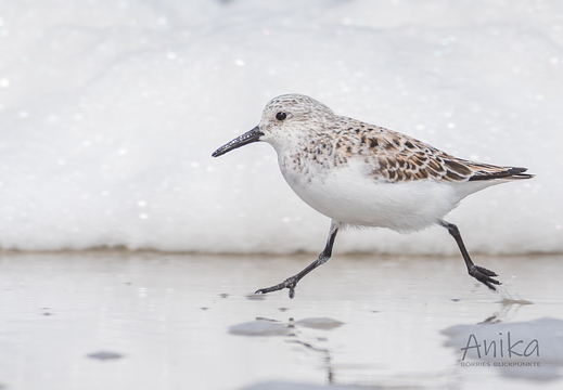 Eiliger Sanderling