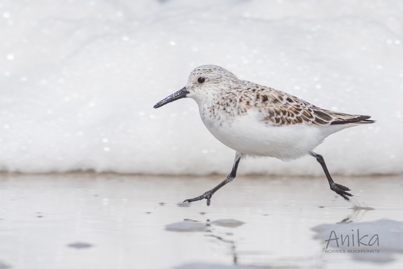 Eiliger Sanderling