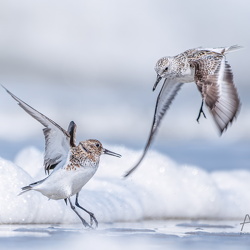 Vögel