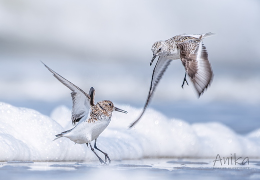 Kämpfende Sandregenpfeifer