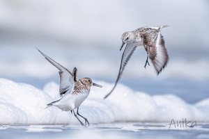 Vögel