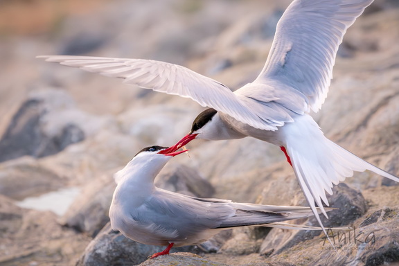 Seeschwalben bei der Balz