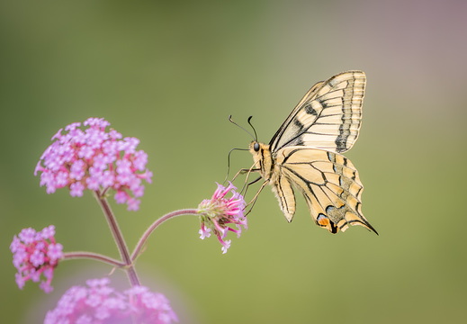 Schwalbenschwanz auf Eisenkraut