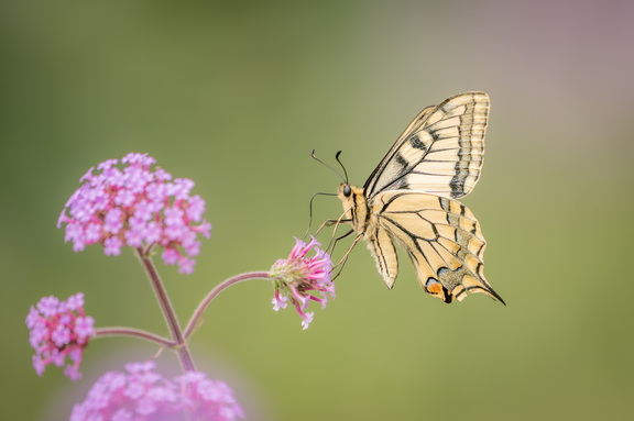Schwalbenschwanz auf Eisenkraut