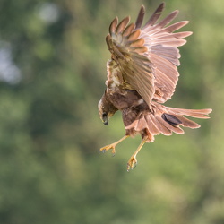 Falken und Greifvögel