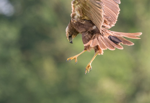 Falken und Greifvögel