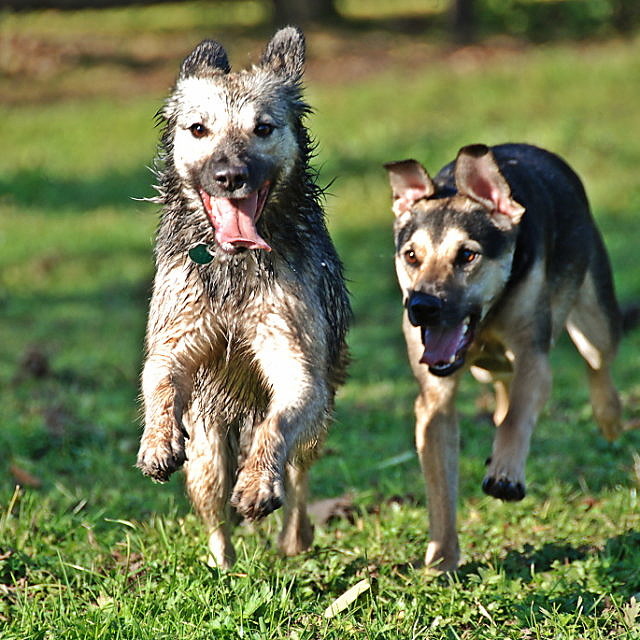 Tobende Hunde