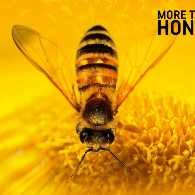 More-than-Honey