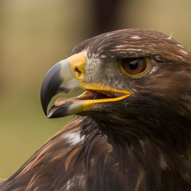 C, Falknernei, Hochwild, Personen, September, Steinadler-2013-09-01-154907