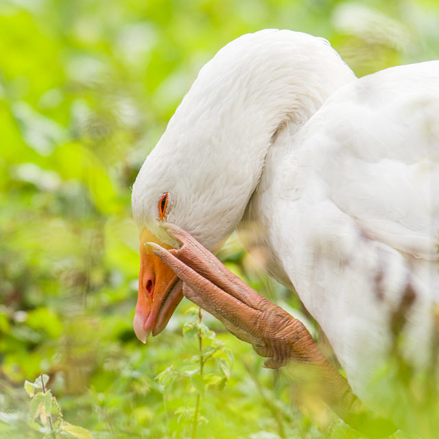 Gans vorsichtig!