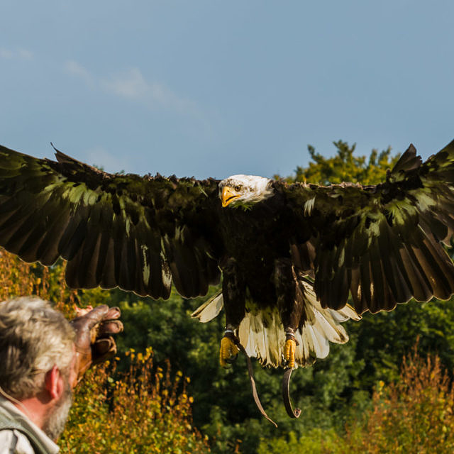 Weißkopfseeadler