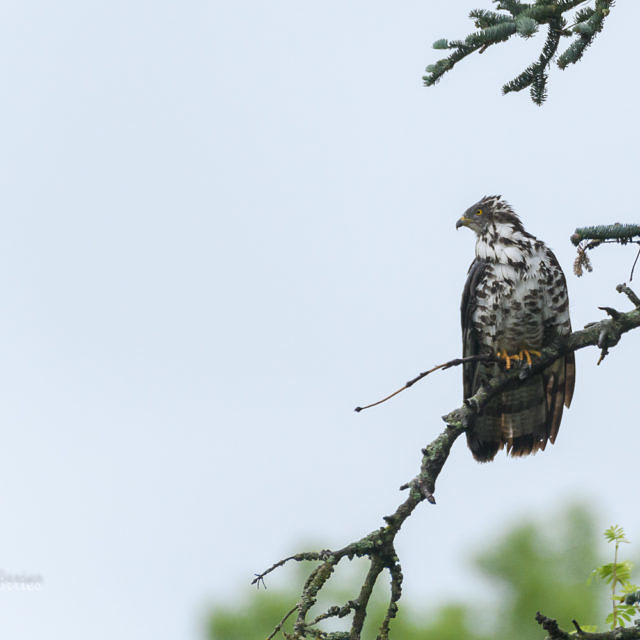 Wespenbussard (Pernis apivorus)